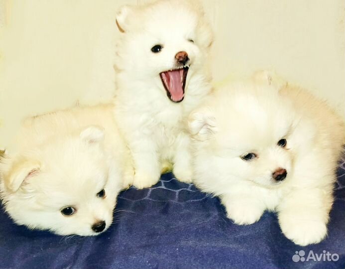 Щенки шпица