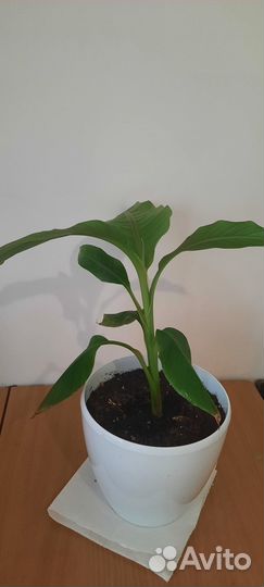 Банановая пальма