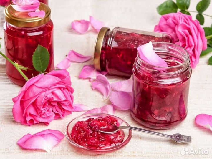 Саженцы розы Дамасская