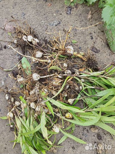 Лилии луковицы