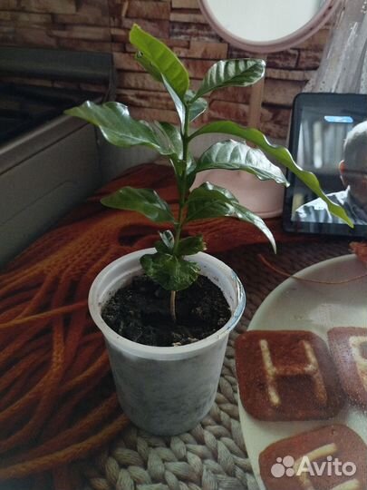 Кофейное дерево(Арабика)