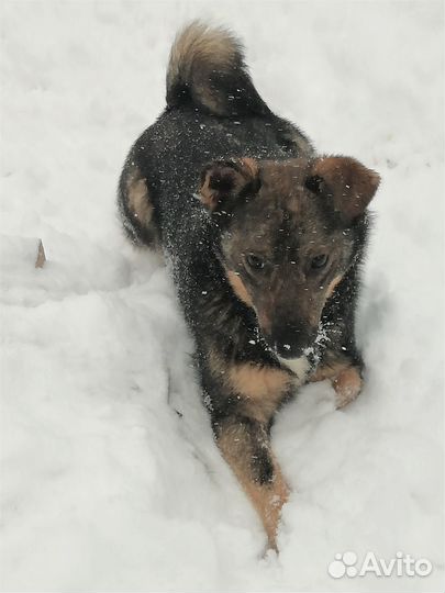 Лана - трехлапая девочка