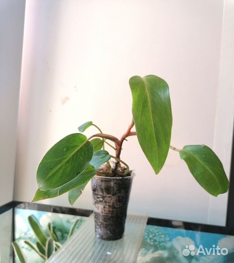 Филодендрон Медуза