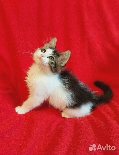 Норвежский лесной котёнок в добрые руки