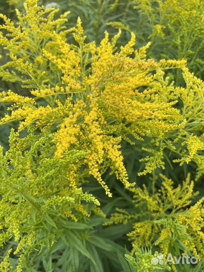 Лекарственные травы. фитотерапия. фитосборы