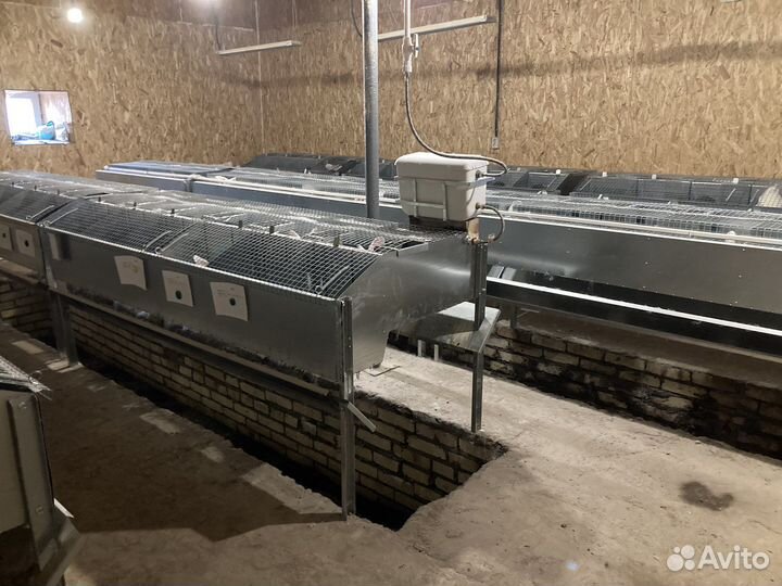 Кролики, Клетки