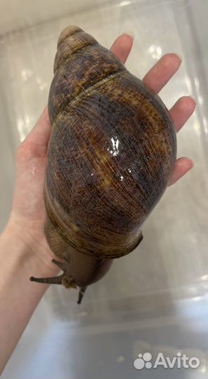 Улитки архахатины овумы и мегасы