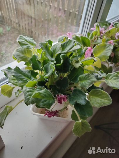 Цветущие фиалки