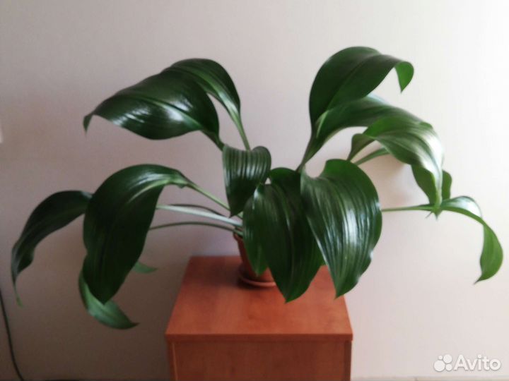 Эухарис амазонская лилия