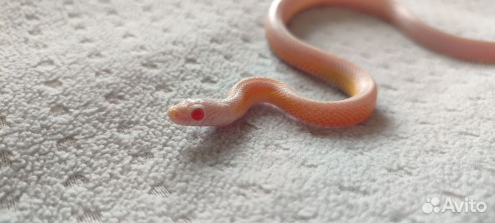 Змея маисовый полоз