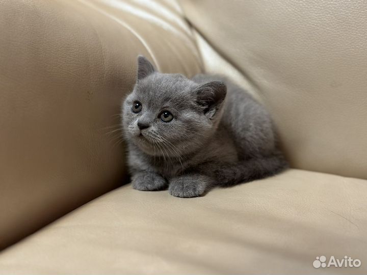 Британские котята