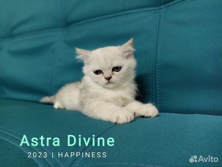 Шотландские котята