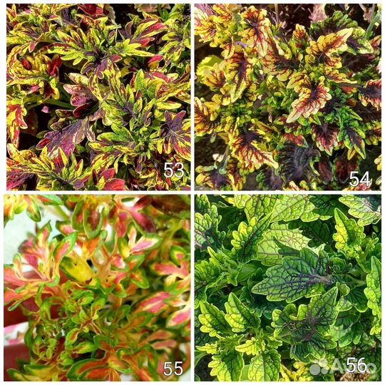 Колеусы 170 сортов Часть 2