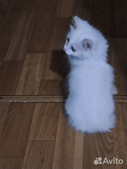Котята в добрые руки мальчики