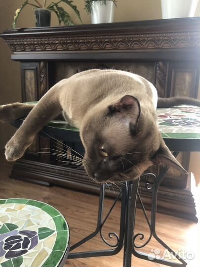 Бурманский кот