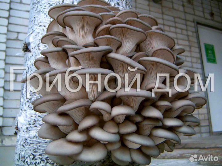 Грибные блоки вешенки на лузге подсолнечника