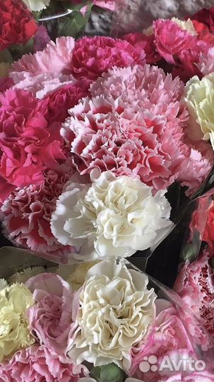 Гвоздика оптом