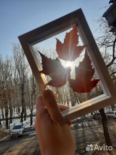 Сухоцветы в стекле