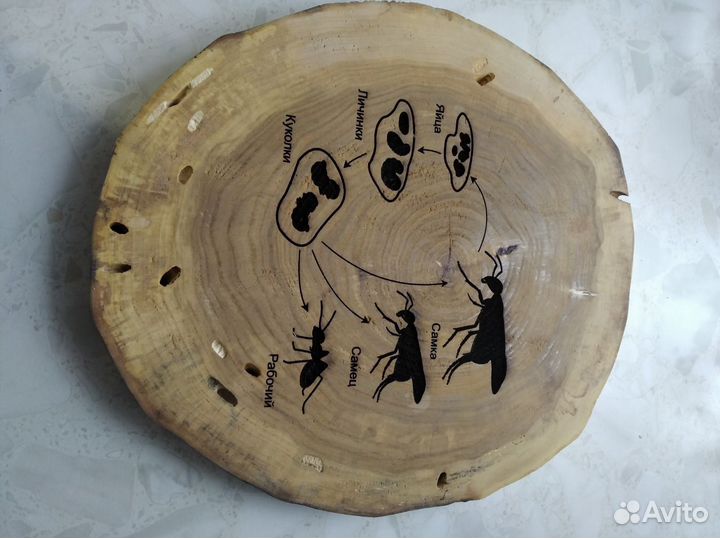 Подставка для муравьинной фермы