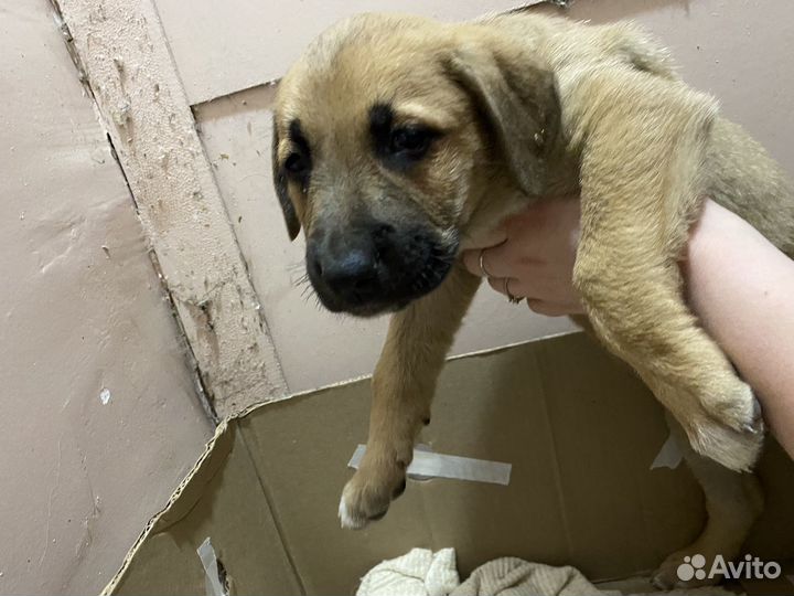 Щенок в добрые руки