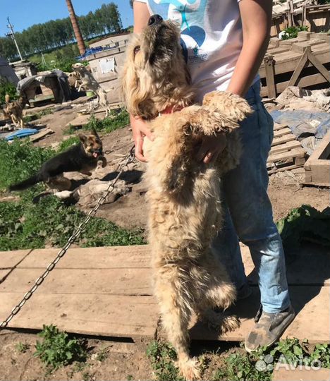 Мохнатый крупный добряк