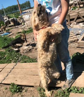 Мохнатый крупный добряк