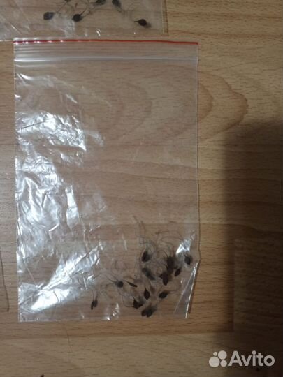 Семена клематиса 