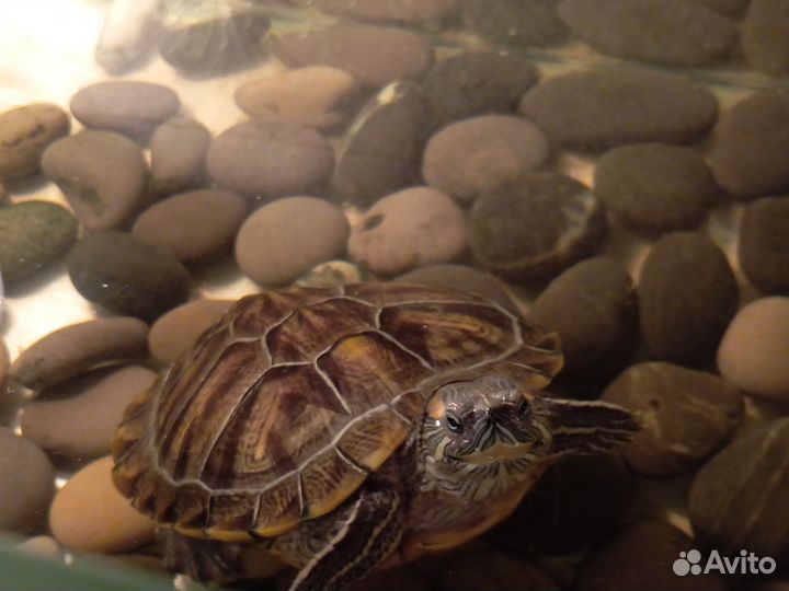 Красноухая черепаха