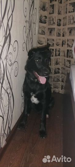 Собаки бесплатно в добрые руки