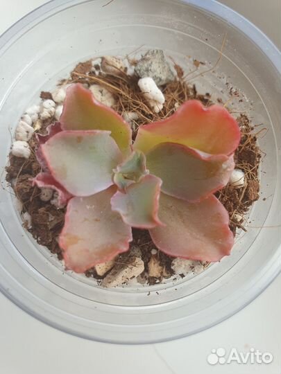 Суккуленты детки