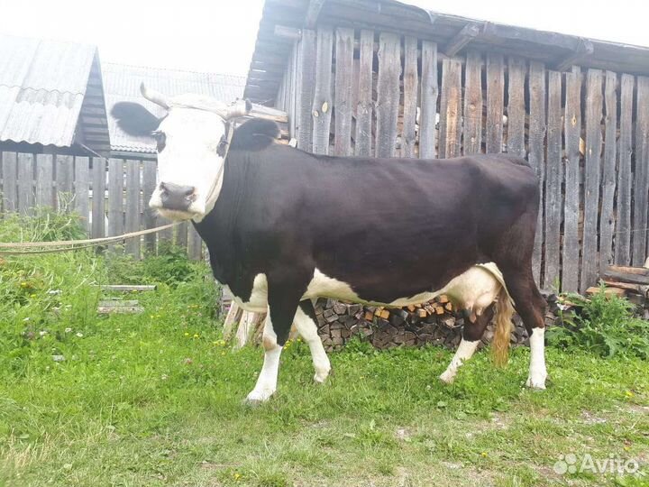Корова ярославской породы