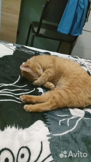 Кошечка в добрые руки