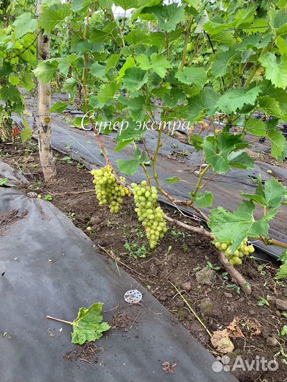 Саженцы винограда