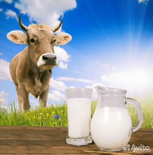 Молоко Джерси опт