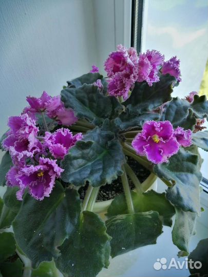 Цветущие сортовые фиалки