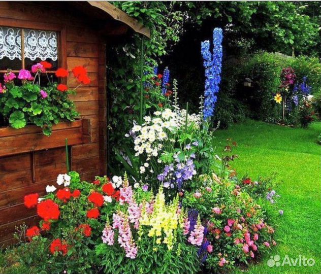 Климатис, Хоста, Флоксы, Ирисы, Разбитое сердце