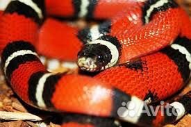 Колье - Жгут 