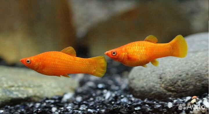 Молинезия золотые,черные. Боция мраморная 