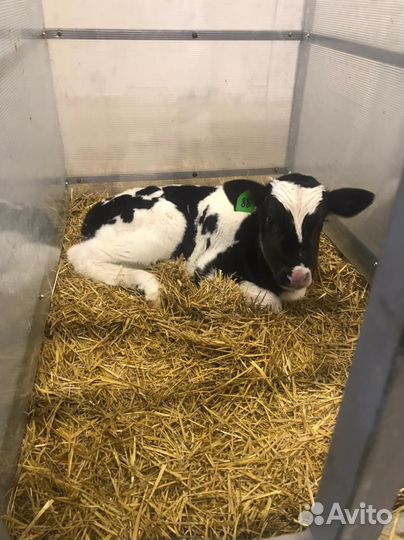 Бычки и телята