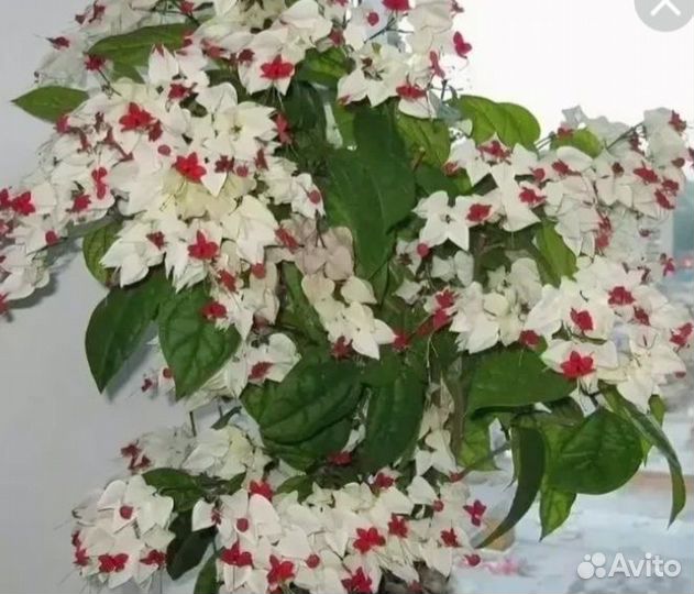 Клеродендрум томсона