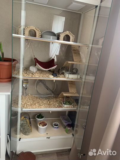 Витрина для шиншилл бу