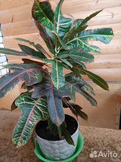 Кодиеум кротон