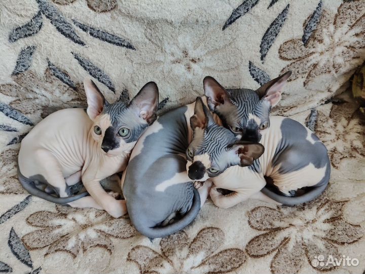 Канадский сфинкс котенок