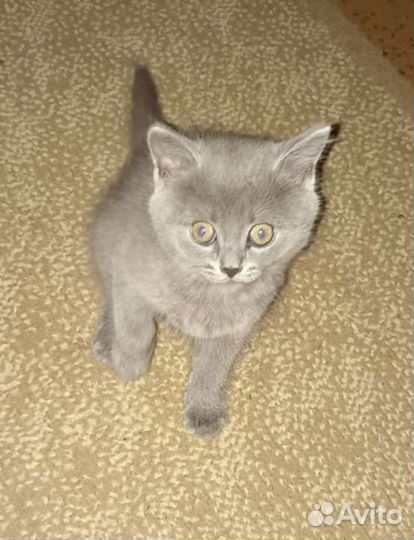 Британские котята