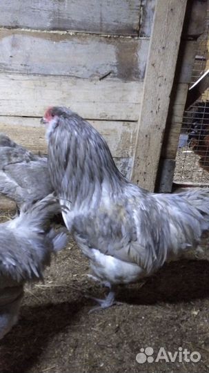 Яйца на инкубацию