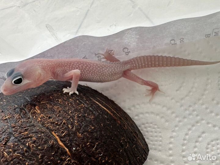 Эублефар гекон