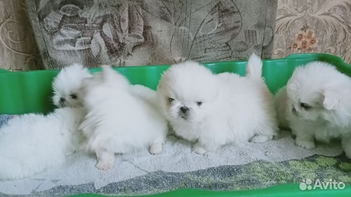 Милые щенки