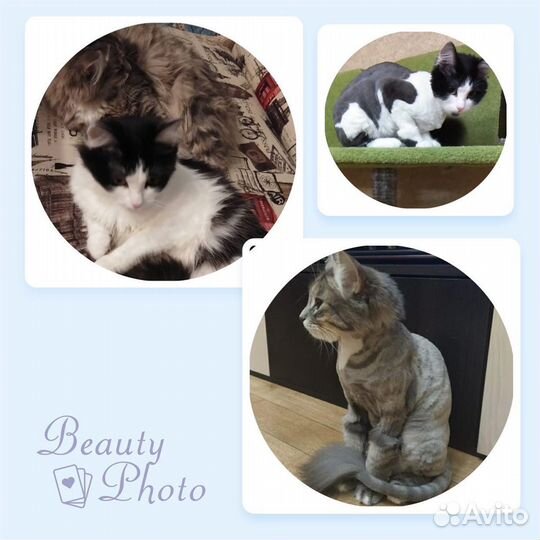 Стрижка собак и кошек