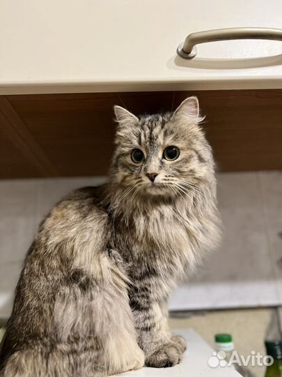 Кошечка в добрые ручки