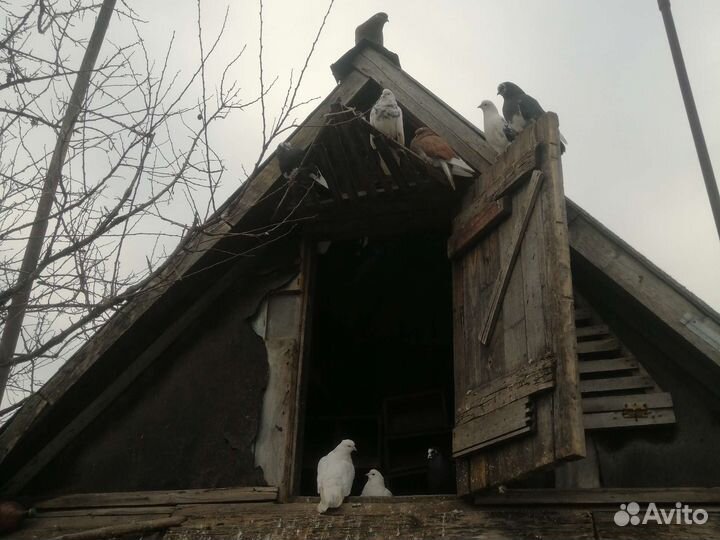 Продажа голубей